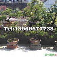 五針?biāo)膳杈?/></a>
<div><a href=