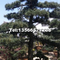 五針?biāo)膳杈?/></a>
<div><a href=
