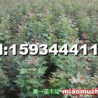 五角楓小苗