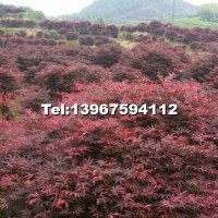 中國紅楓