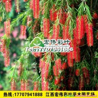 超級紅千層