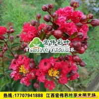 美國紅火球紫薇