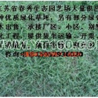 臺灣青草坪