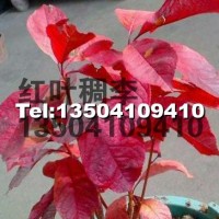 紅葉稠李小苗