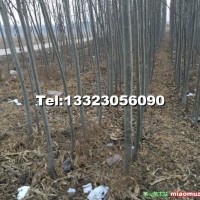 雄性毛白楊