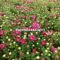 國慶菊