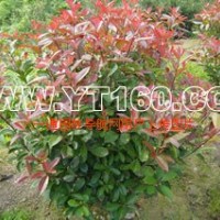 紅葉石楠球