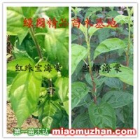 當娜海棠