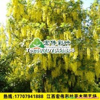 蘇格蘭金鏈樹