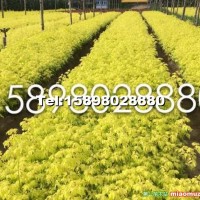 金葉復葉槭小苗