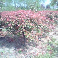 紅葉石楠球