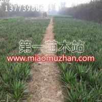 劍麻