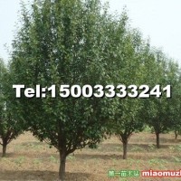 八棱海棠樹