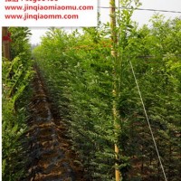 速生國槐小苗