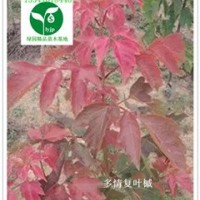 紅葉復葉槭