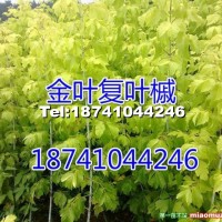 金葉復葉槭實生苗