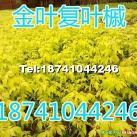 金葉復葉槭
