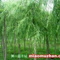 垂柳