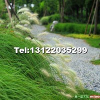 狼尾草