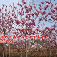 紫玉蘭