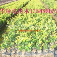 金森女貞