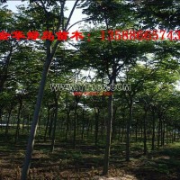 合歡樹