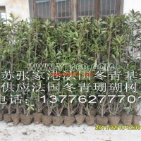 珊瑚樹