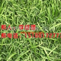 優質草坪早熟禾