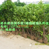 法國冬青