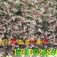 紫葉風箱果