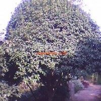 桂花