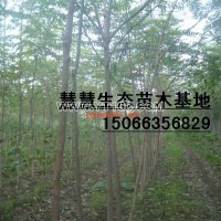 臭椿樹(shù)