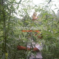 美國竹柳