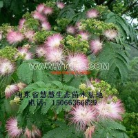 合歡樹(shù)
