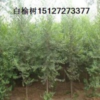榆樹苗