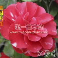美國大紅