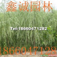 柳樹