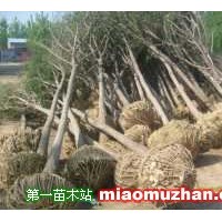 速生國(guó)槐