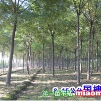 國(guó)槐
