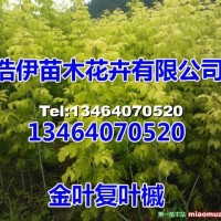 金葉復葉槭