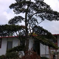 羅漢松