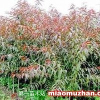 紅葉碧桃
