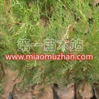 專供側柏