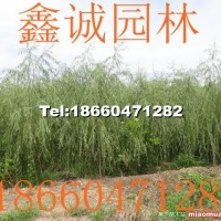 柳樹