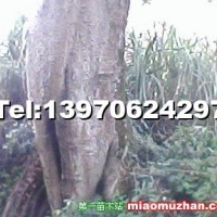 樸樹