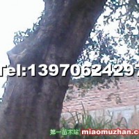 樸樹