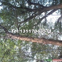 野生大規格樟樹