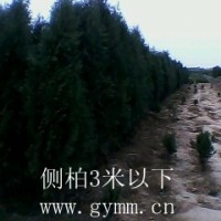 側柏苗