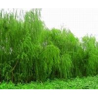柳樹