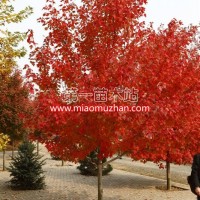 美國紅楓